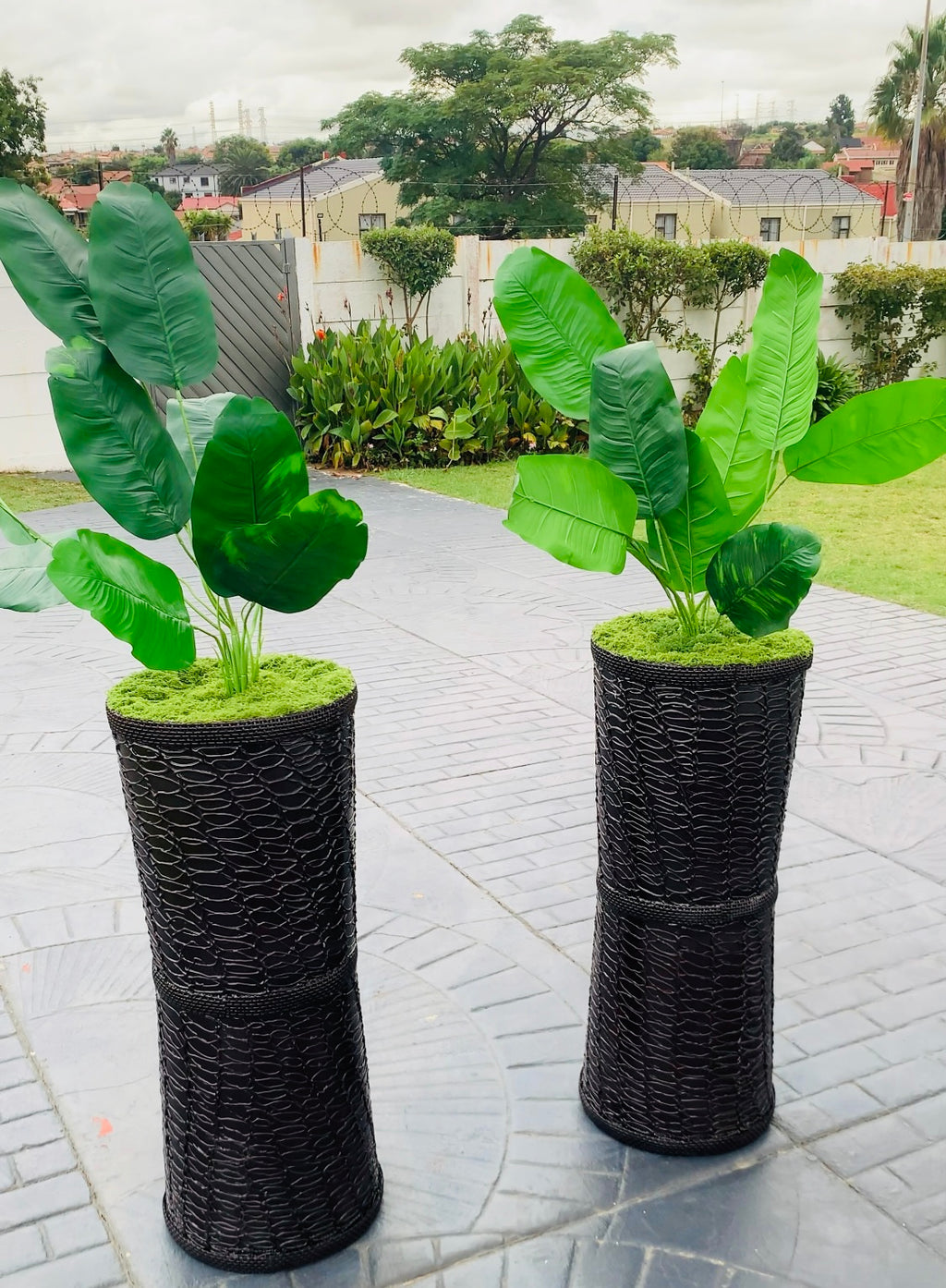Price R650 with a plant 